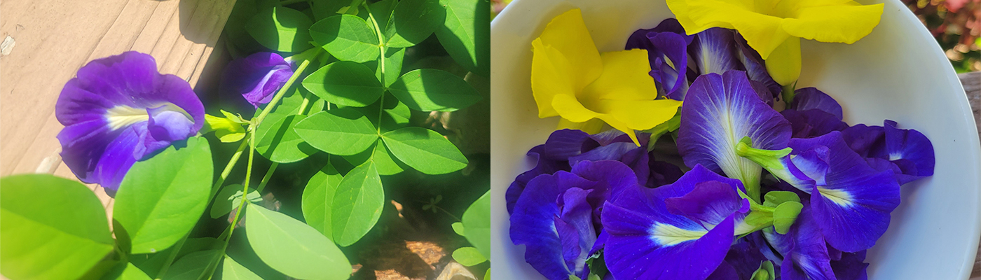 The Health and Soil Benefits of the Butterfly Pea Plant (Clitoria ternatea)