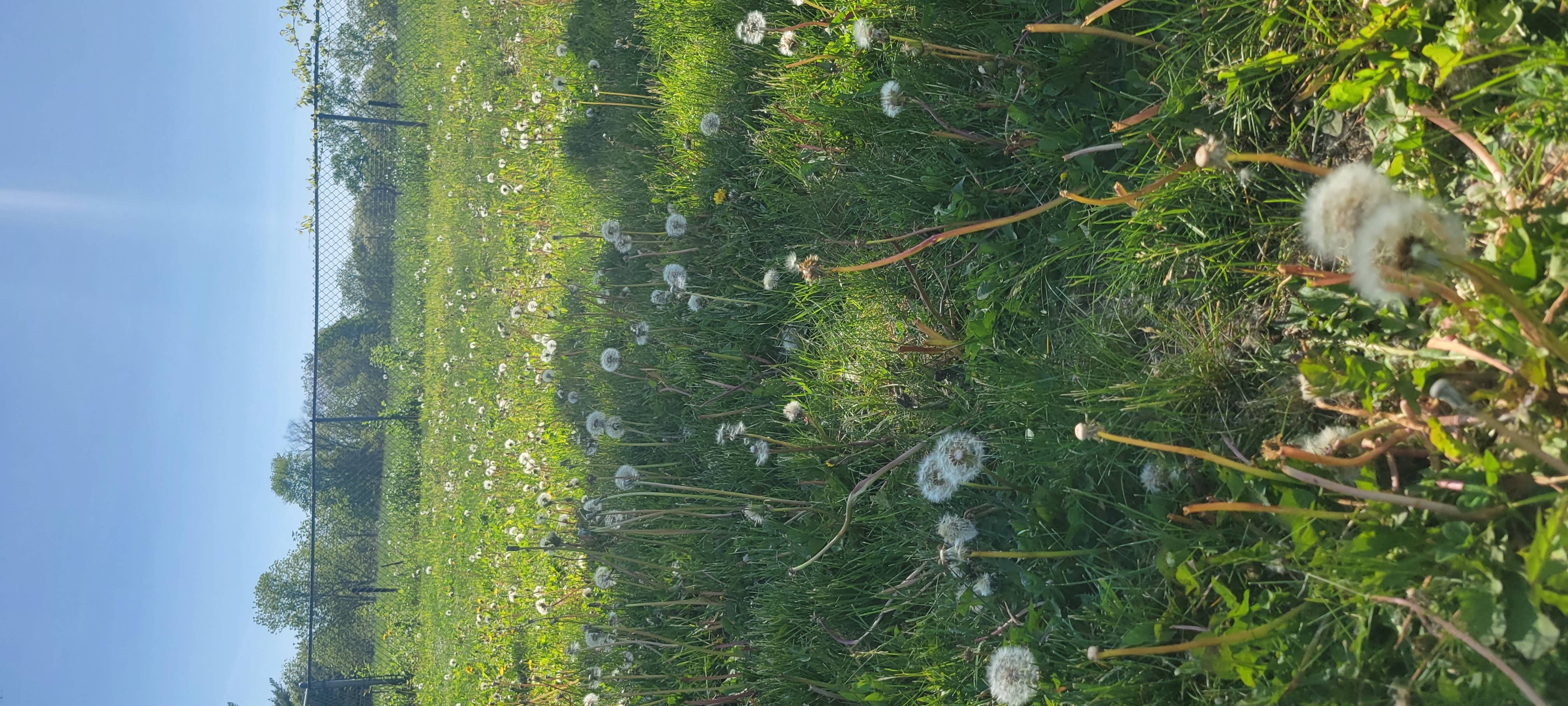 dandelions